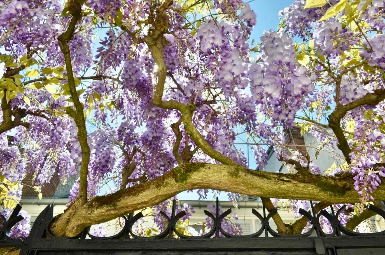 Bed and Breakfast Wisteria Фонтенбло Екстер'єр фото